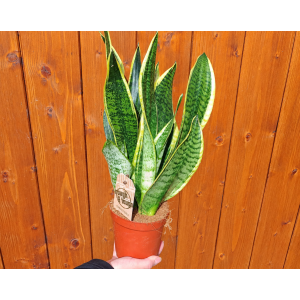 Svokrine jazyky (Sansevieria trifasciata) ´SUPERBA´ - výška 20-30 cm , kont. C1L 